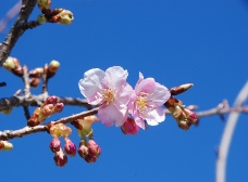 河津桜が咲き始めました