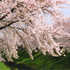 桜並木が眺望できる佐保川・奈良県図書情報館付近の画像