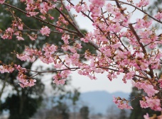 カワヅザクラが2分咲きです。