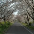 桜並木が見える里合橋・大野の画像