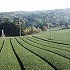 神野山山麓から見下ろす茶園の画像