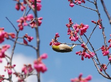 カンヒザクラが2分咲きです。