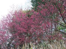 寒緋桜が見頃です