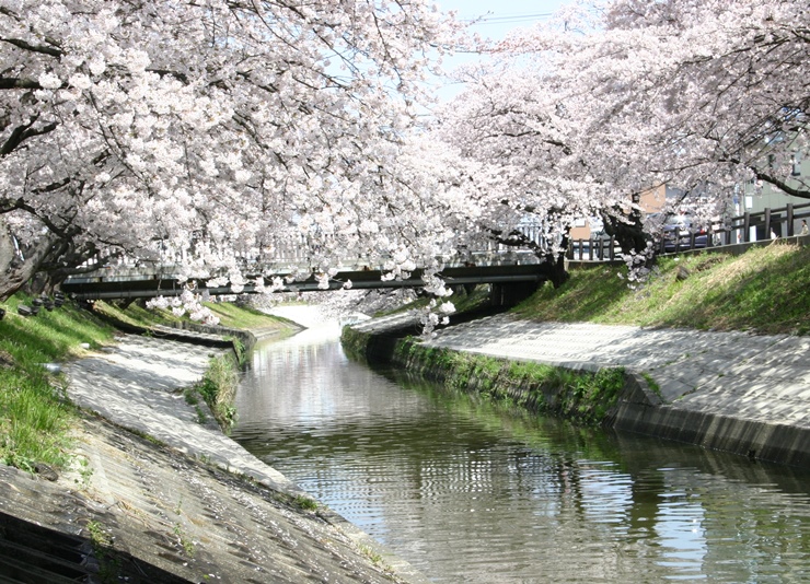 市民に親しまれる高田千本桜と高田川の画像1