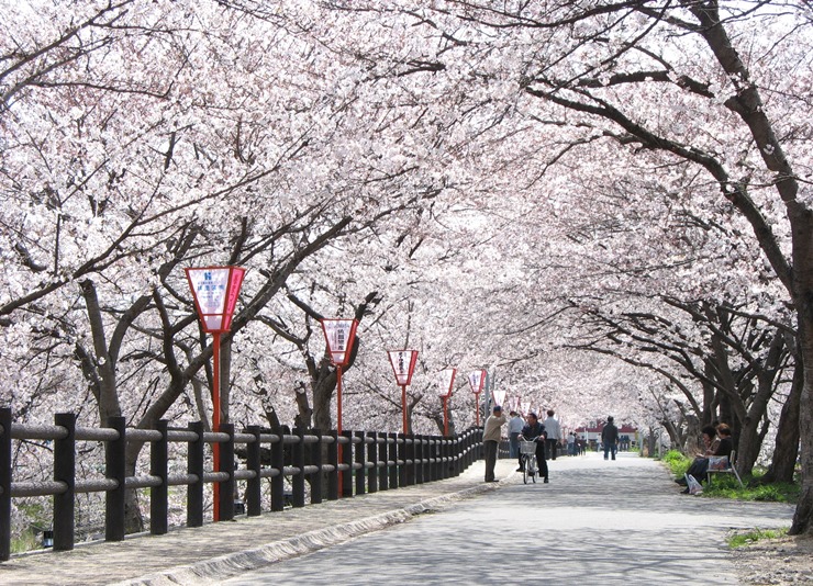 市民に親しまれる高田千本桜と高田川の画像2
