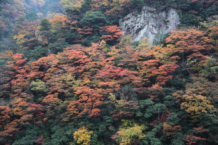 井戸橋から望む紅葉の画像