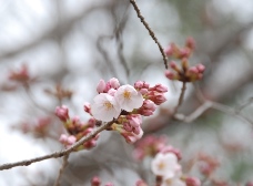 ソメイヨシノが開花しました