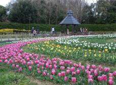 花の道のチューリップは3分咲きです