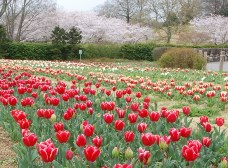 チューリップと桜