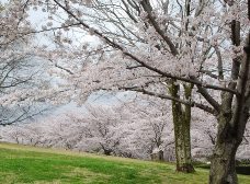 桜は満開です