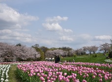 集いの丘の桜はまだ綺麗です