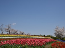 馬見花苑のチューリップ