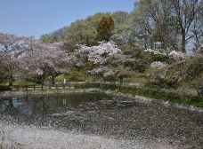 睡蓮の池の桜