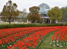 芝生の丘のチューリップ