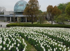 芝生の丘のチューリップ