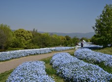 集いの丘のネモフィラ