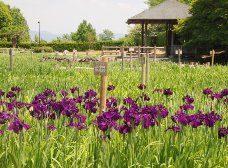 花菖蒲は1分咲きです