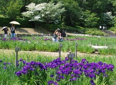 花菖蒲は2分咲きです