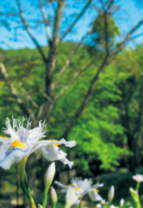 若葉が芽吹く新緑の季節