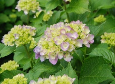 紫陽花が色づき始めました