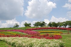 馬見花苑