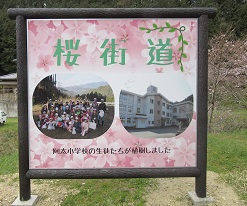 桜街道の看板