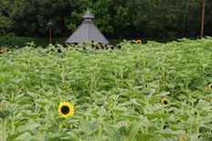 花の道のヒマワリは咲き始めです