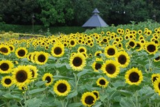 花の道のひまわり