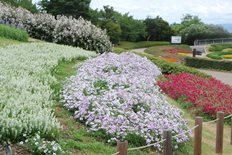 馬見花苑