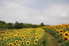 馬見花苑のヒマワリ