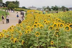 カリヨンの丘のヒマワリ