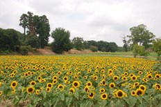 夏の花畑のヒマワリ