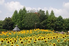 花の道のひまわり