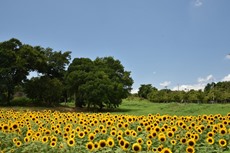 夏の花畑