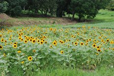 夏の花畑のひまわり