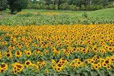 夏の花畑のひまわり