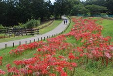 白花の彼岸花