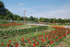 植え替えの進む彩りの広場