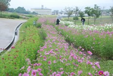 カリヨンの丘のコスモス