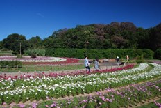 花の道のコスモス