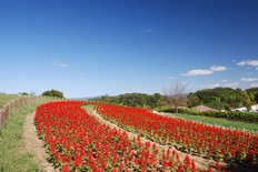 馬見花苑のサルビア