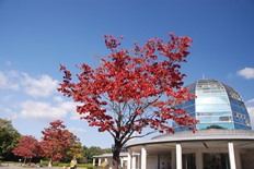 公園館前のハナミズキの紅葉