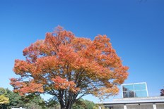 ケヤキの紅葉