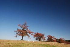 桜の紅葉