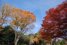 ケヤキの紅葉