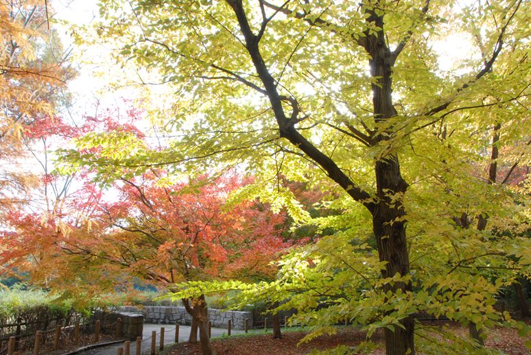 馬見花だより日紅葉情報/奈良県公式ホームページ