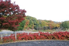 オタフクナンテンとイロハモミジの紅葉