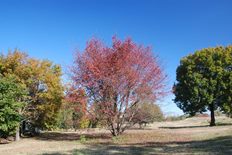 カスミザクラの紅葉