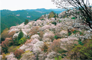 桜が眺望できる吉野山・下千本（吉野町）
