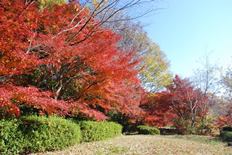 流れのある坂道の紅葉